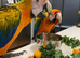 Blue & Gold Macaw &ndash; UK (Hand-Reared, Premium Companion)