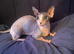 I have a bamboo munchkin Sphynx