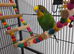 Beatiful budgies for sale to a loving home