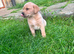 Strong confident yellow Labrador pups