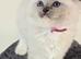 GCCF Champion Ragdolls • Active Considered