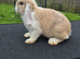 Selection of lop rabbits adults and baby's