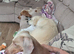 Male 4 year old miniature Dachshund