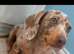 Miniature Dapple dachshund