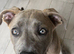 Husky x Mastiff