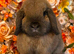 Vaccinated Mini Lop