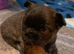French bulldog puppies