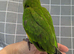 Silly tamed babies Senegal parrots