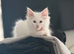 Beautiful full Maine coon female