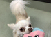 ️ Teddy - Beautiful Chihuahua Looking for His Forever Home ️