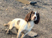 Gorgeous sproodle puppies