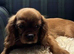 Kennel Club registered ruby Cavalier King Charles spaniel BOY puppies available.  Parents both health tested.