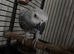 Talking african grey