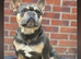 READY TO GO !!! French Bulldog Puppies
