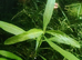 Aquarium plants