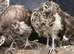 Indian Peafowl chicks unsexed