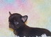 EXTENSIVELY HEALTH TESTED KC REG CHIHUAHUAS