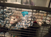 Female rats