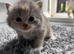 British short hair kittens