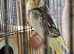 Cockatiels