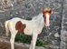 Quality Fillies and Colts for sale!