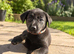 Beautiful puppy girl