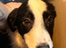 Collie x Huntaway puppies