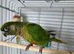 For sale male conure