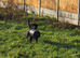 2 Year Old KC Registered Female Lab