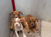 English Bulldog x American Staff