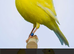 4 canaries 1 button qail and cage