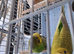 Budgies