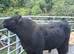 Pedigree black galloway bull for sale