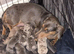 Miniature Dachshund