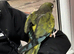 Patagonian Conure