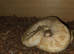 Banana cinnamon royal python + viv