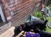 Rottweiler bitch KC registered