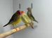 Star finch