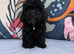 Only one Pup Left Ready 3-7-2026 from Extensively DNA & Health Tested Parents