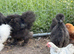 Mix of silkies