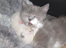 Munchkin cross Ragdoll Kittens