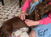 Dachshund  for 5*home only together