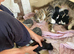 Beautiful kittens almost ready to go