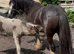 Black roan cob mare with colt foal