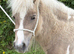 2yr old Miniature Colt