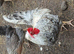 Fertile cream legbar hatching eggs