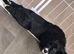 2 puppies available
