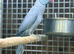 Ring neck parrot