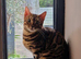 Pure Breed Bengal Kittens