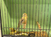 4 Stunning young Canaries